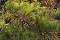 Pinus densiflora Aurea IMG_6198 Sosna gęstokwiatowa